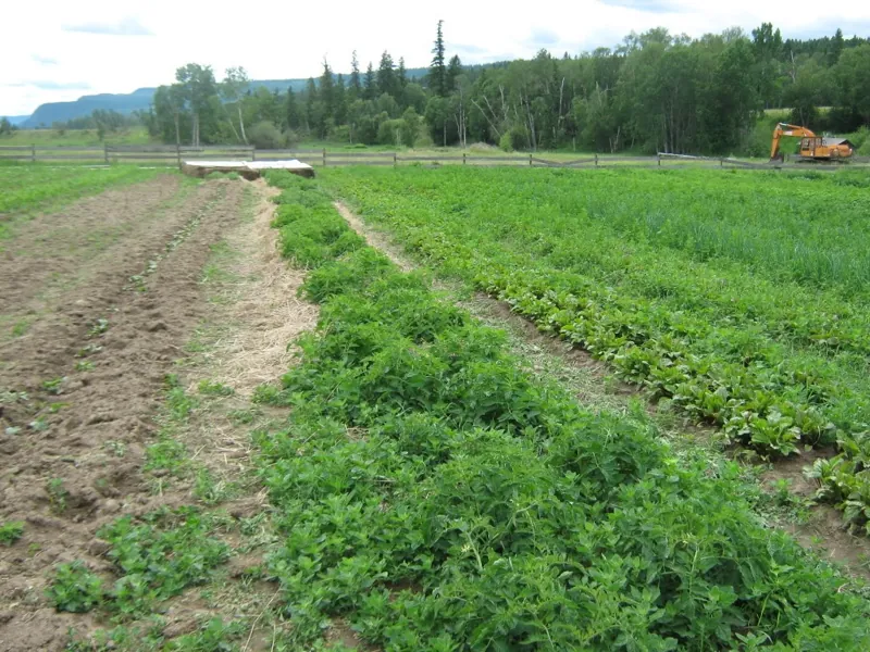 Market-garden rows, 2012