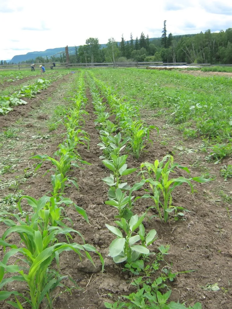 Corn coming up, 2012