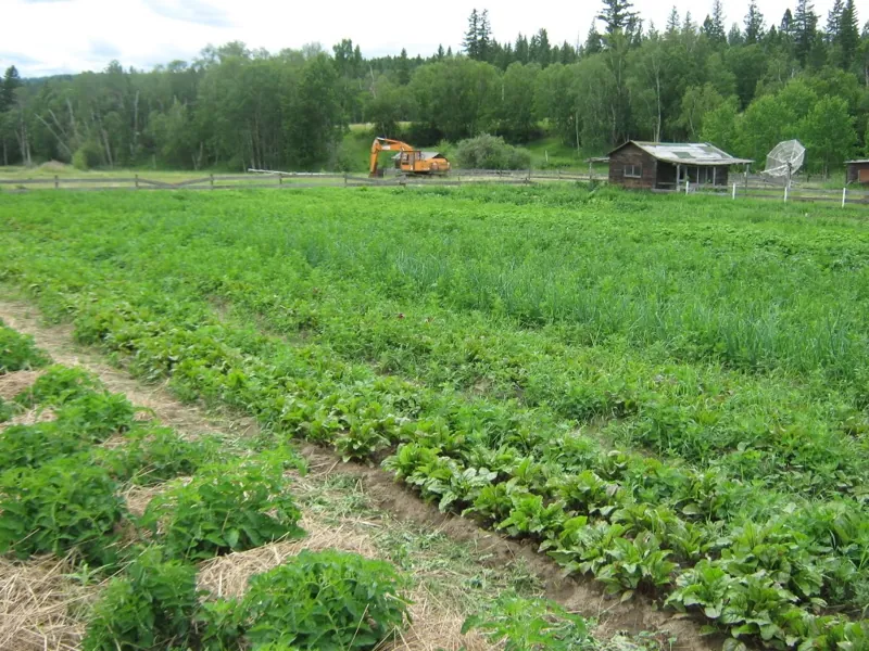 Summer field, 2012
