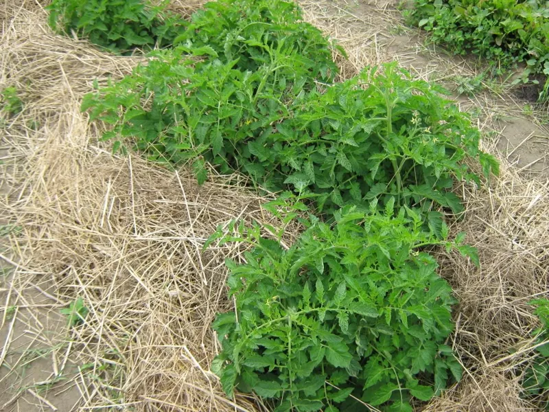 Mulched beds, 2012