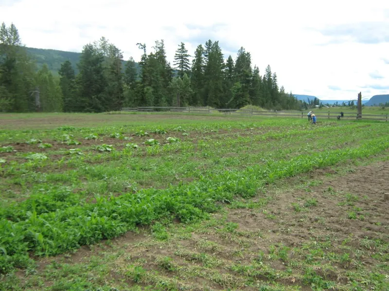 Rows of greens, 2012