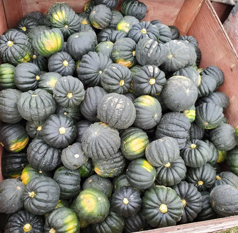 A bin of acorn squash at harvest