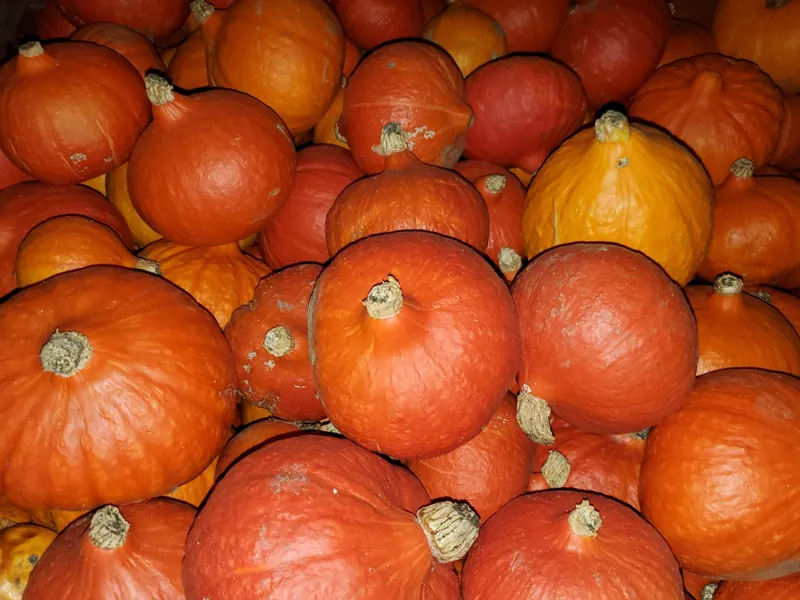 A heap of red kuri squash