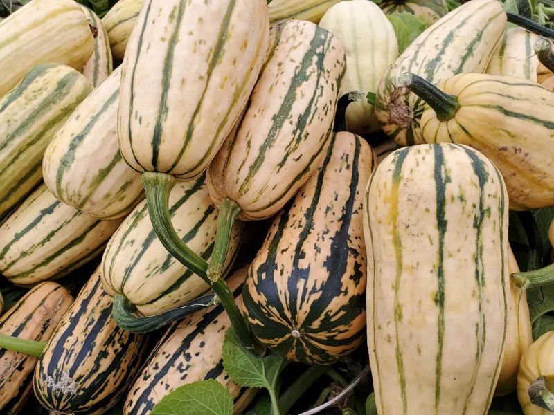 Delicata squash, close up