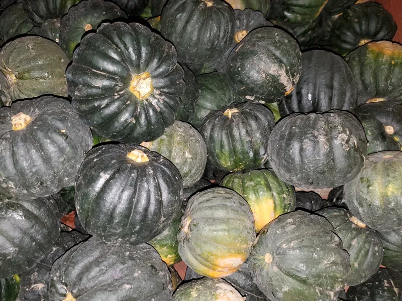 A heap of acorn squash