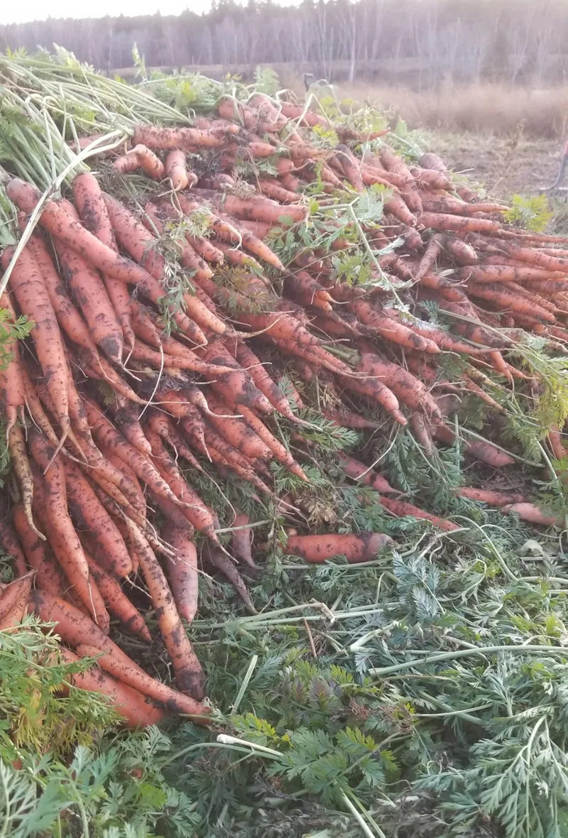 A big pile of freshly dug carrots
