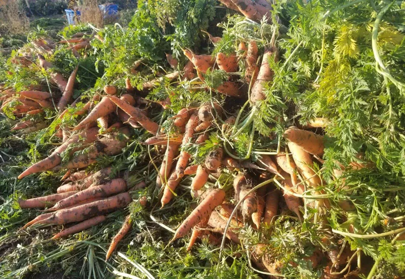 Freshly pulled carrots with their tops, in the field