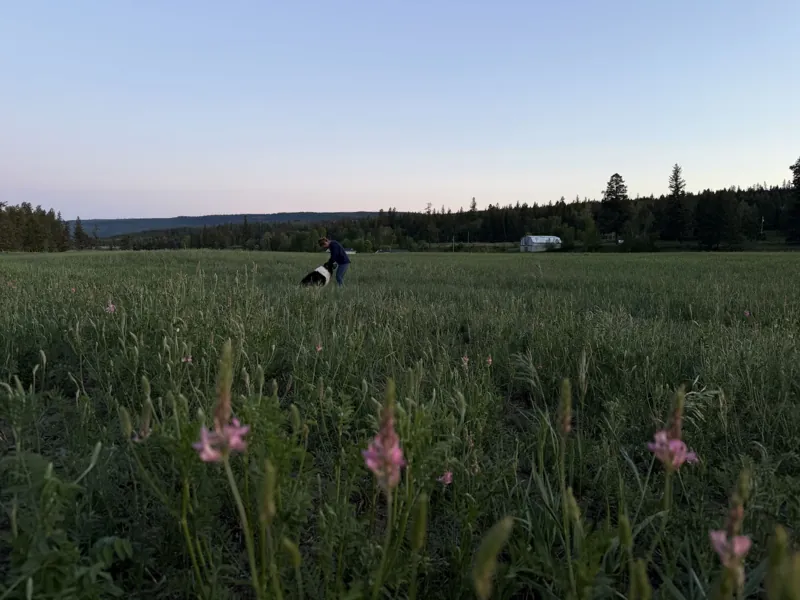 The sainfoin field at dusk, with the barn beyond