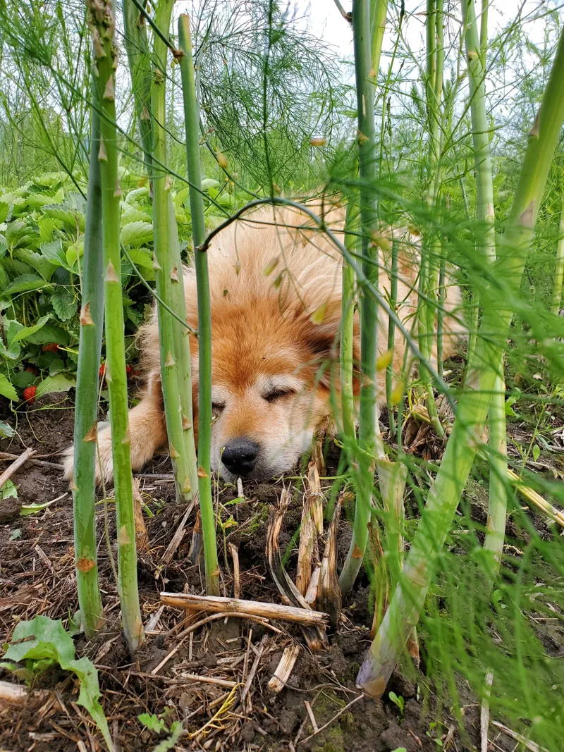 Sweet corn, with a helper