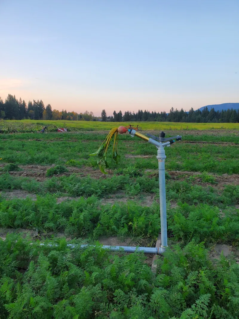 Irrigating the beds
