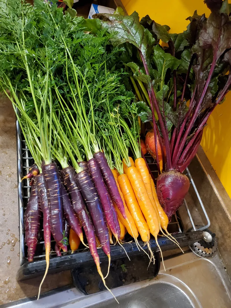 Rainbow carrots and beets