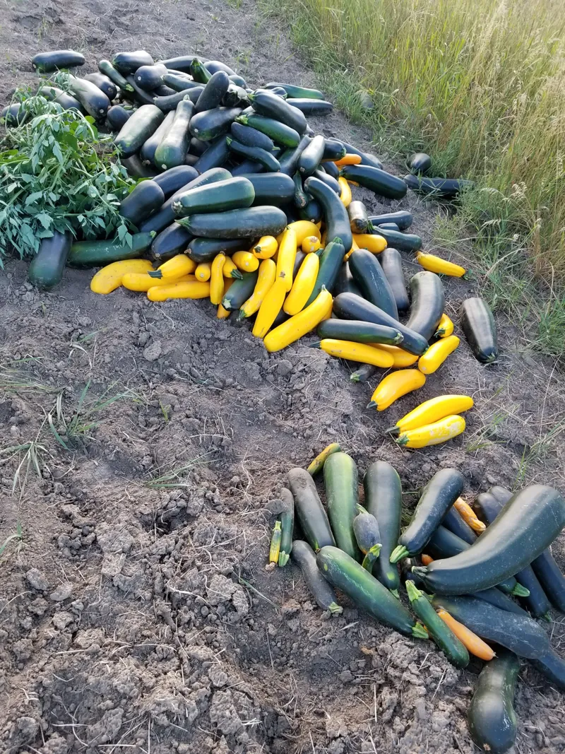 Zucchini and yellow squash