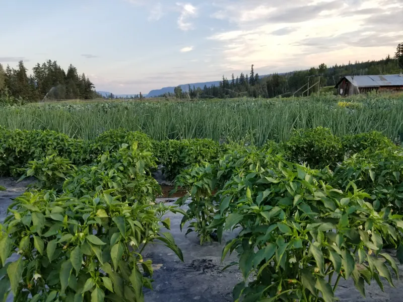 Summer rows