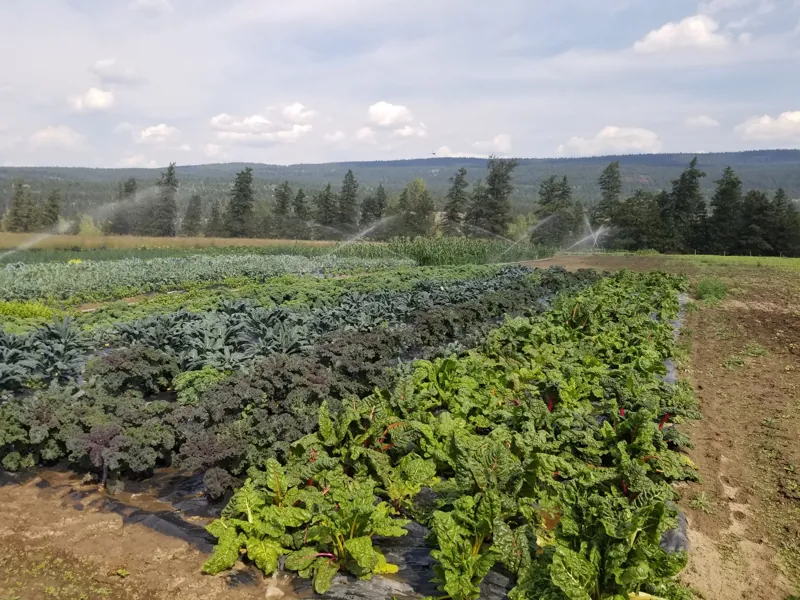 Brassica rows