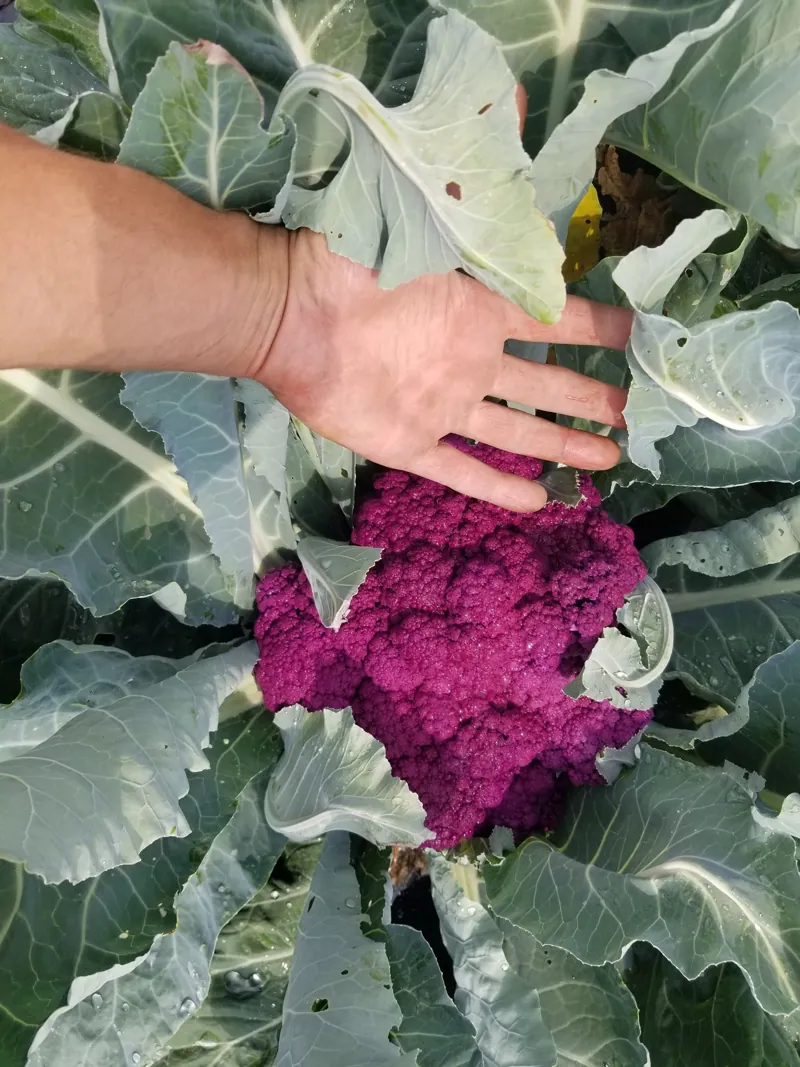Purple cauliflower