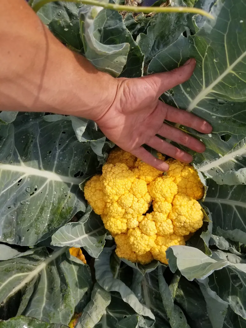 Golden cauliflower