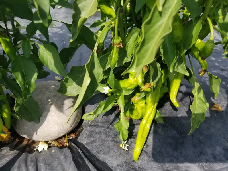 Peppers on the plant