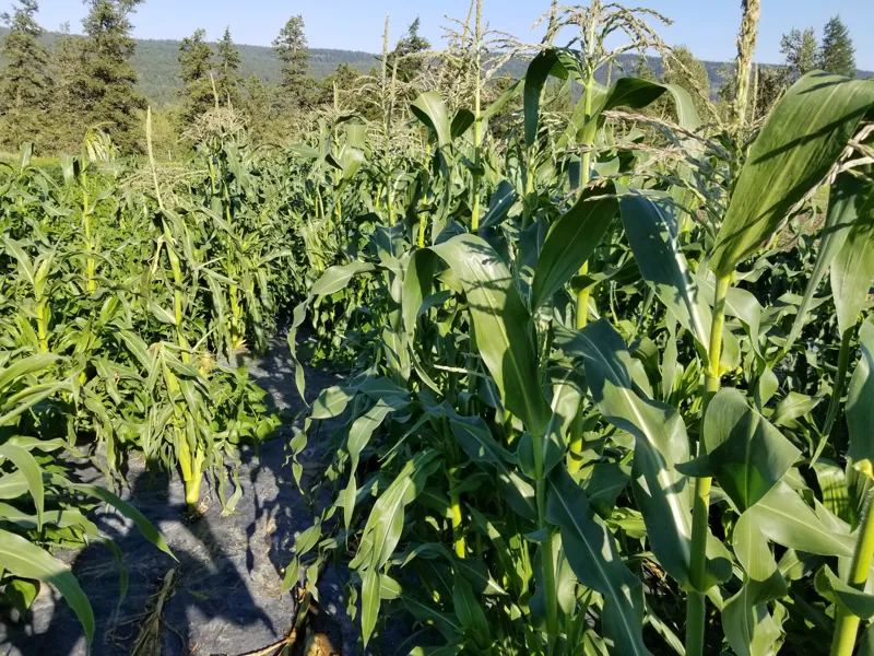 Corn, head high