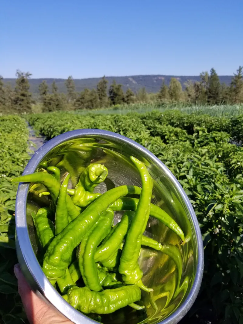 A bowl of fresh peppers