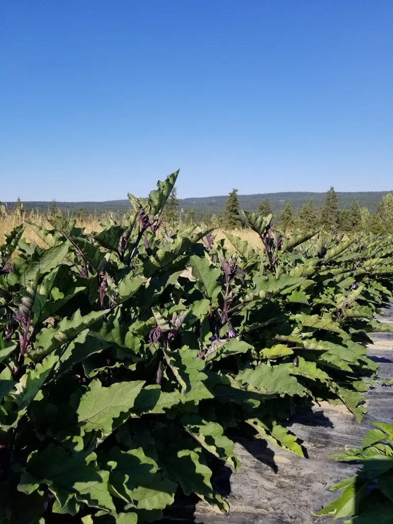 Squash leaves in summer