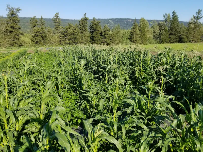 The corn patch