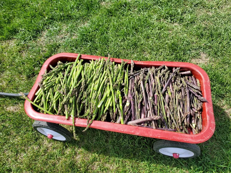 A wagon of asparagus