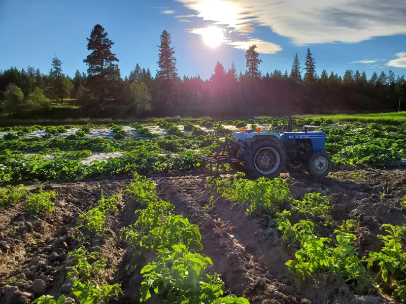 The market garden in June