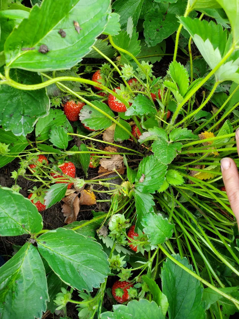 Strawberries