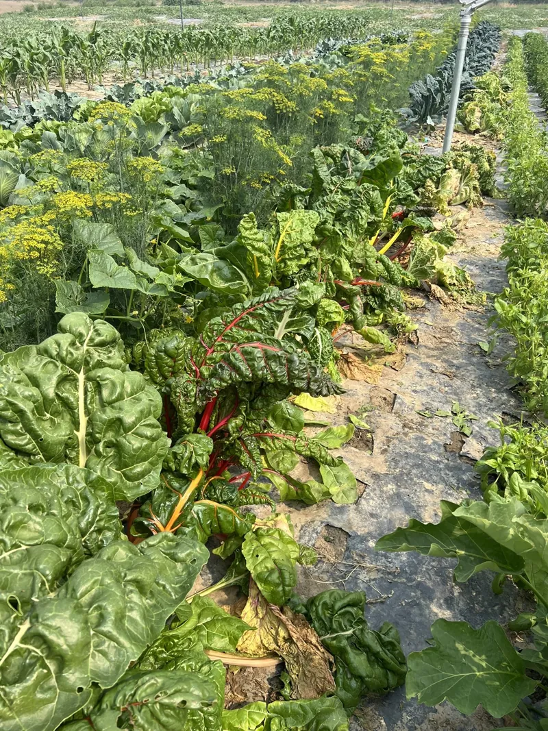Greens in the row