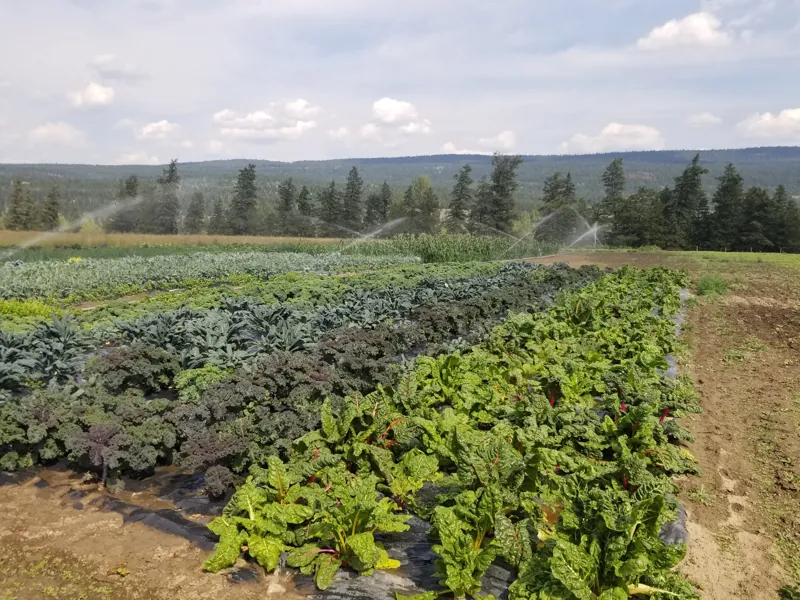 Kale and chard rows above the valley