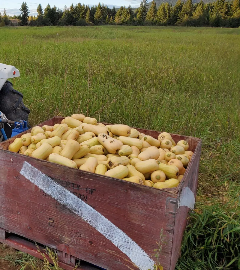 A bin of butternut squash