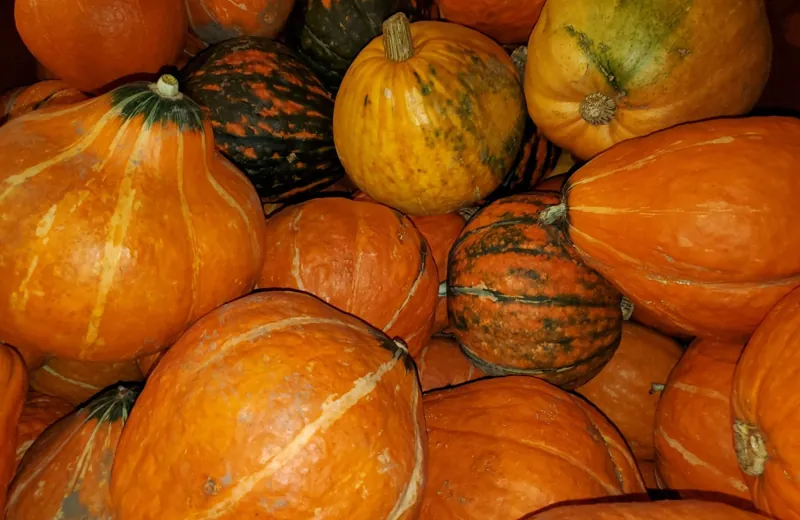 Squash at harvest
