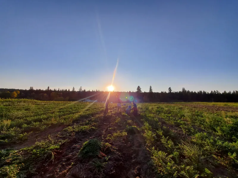 Sunrise over the field