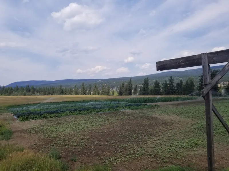 Summer fields