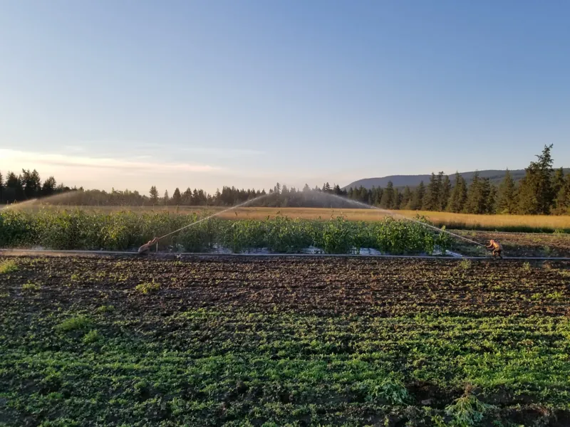 The fields at dusk