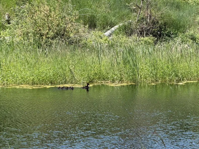 The pond in summer