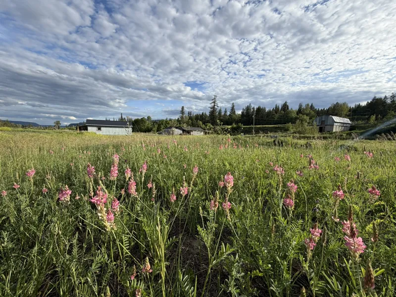 Sainfoin and alfalfa in bloom