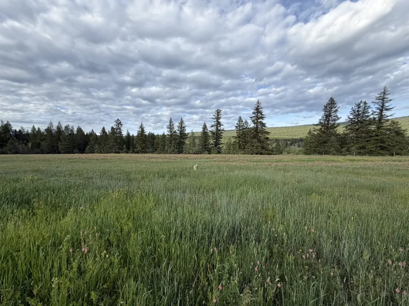 The meadow and big skies