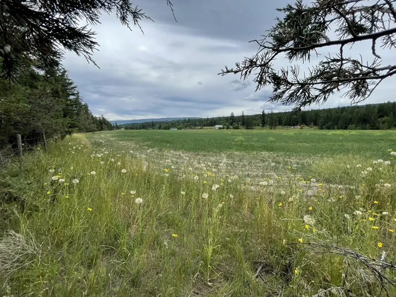 Wildflowers above the river