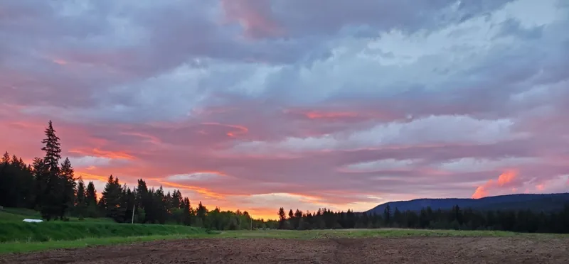 Sunset over the field