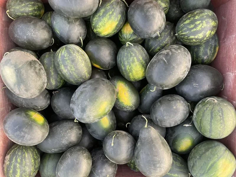 A heap of watermelons