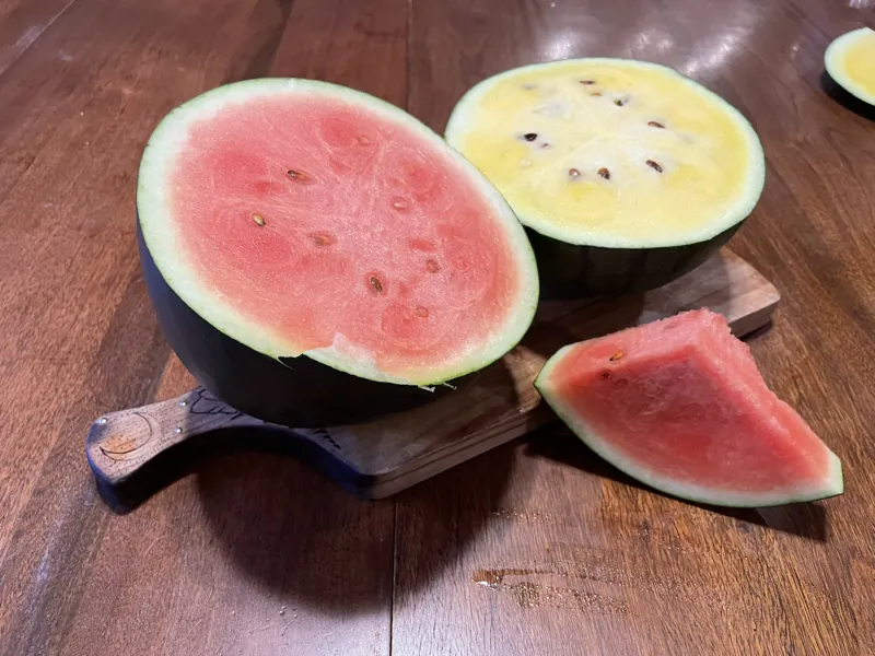 Red and yellow watermelons, cut open