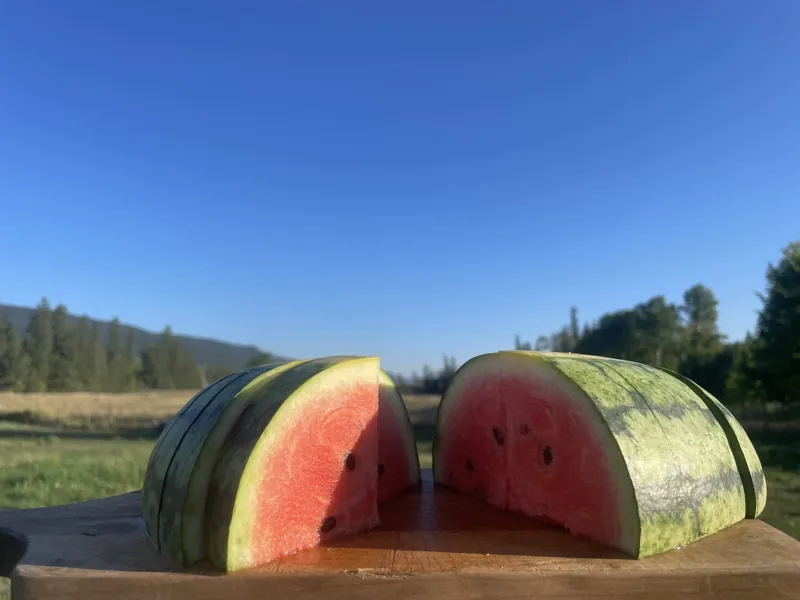 A melon split open in the field