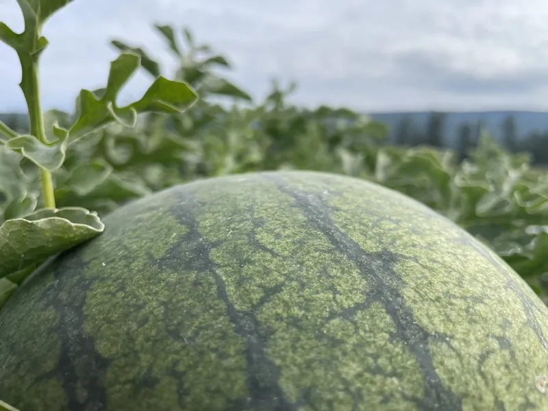 A big melon on the vine
