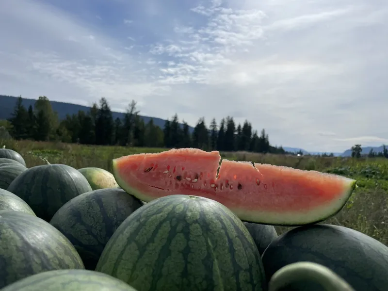 Watermelons piled high