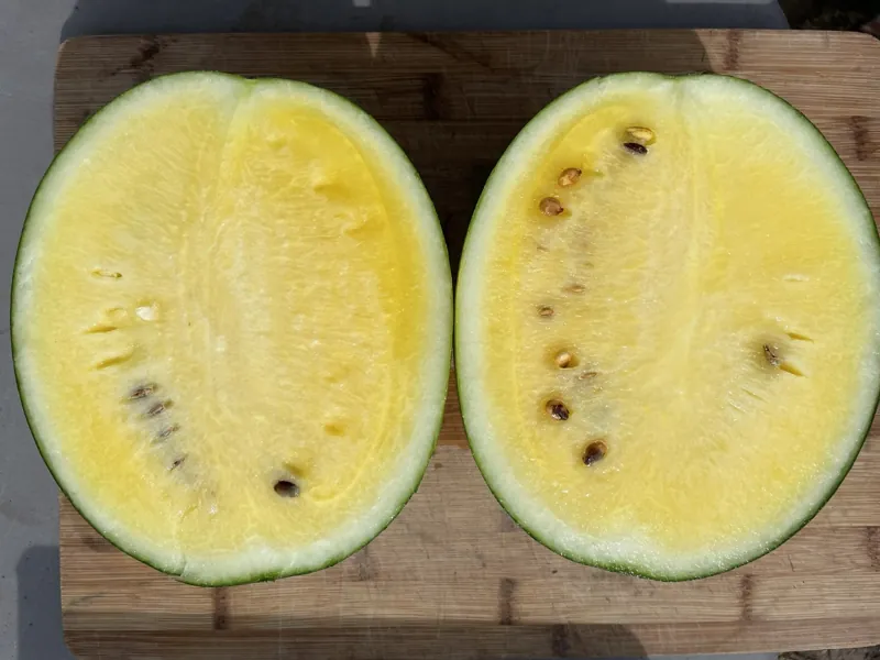 Yellow watermelon