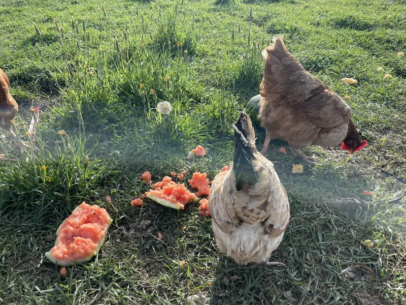 The hens get the leftovers