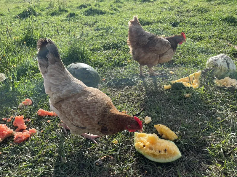 Hens among the melon rinds