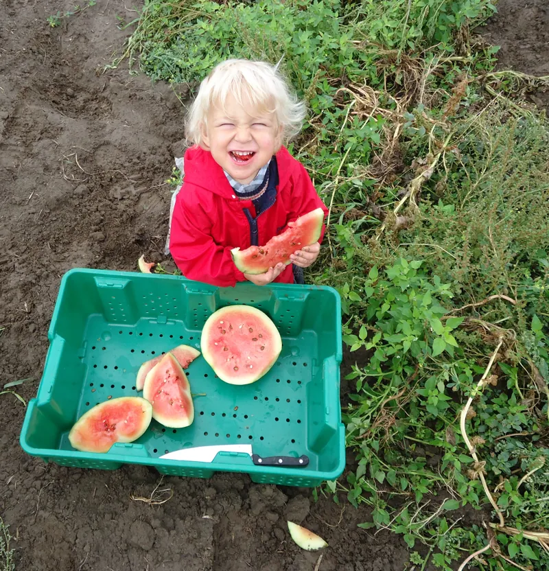 The early years in the watermelon patch