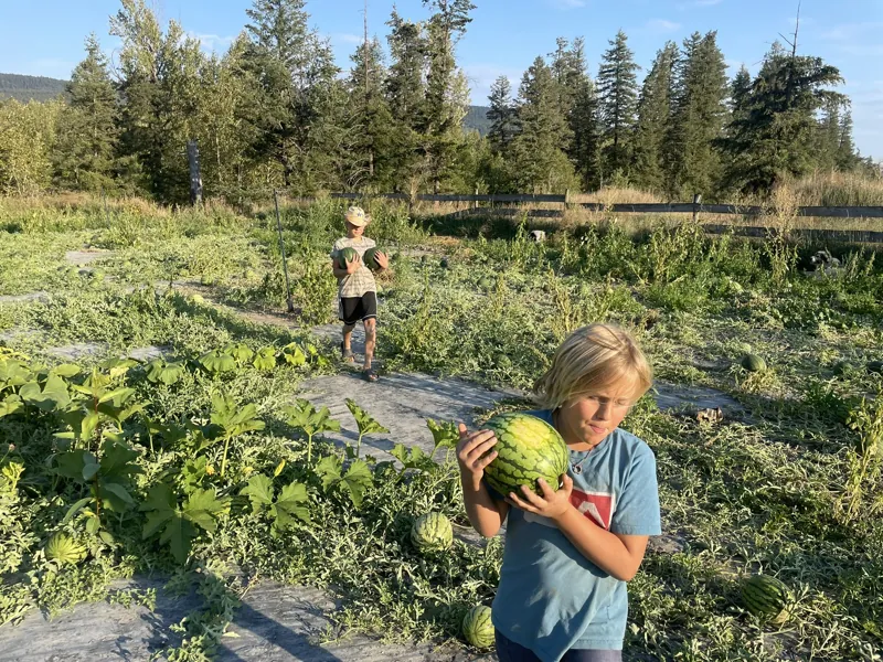 September 2022: in the watermelon patch